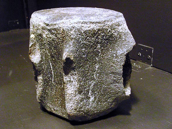 Walfossilien und Delphinfossilien