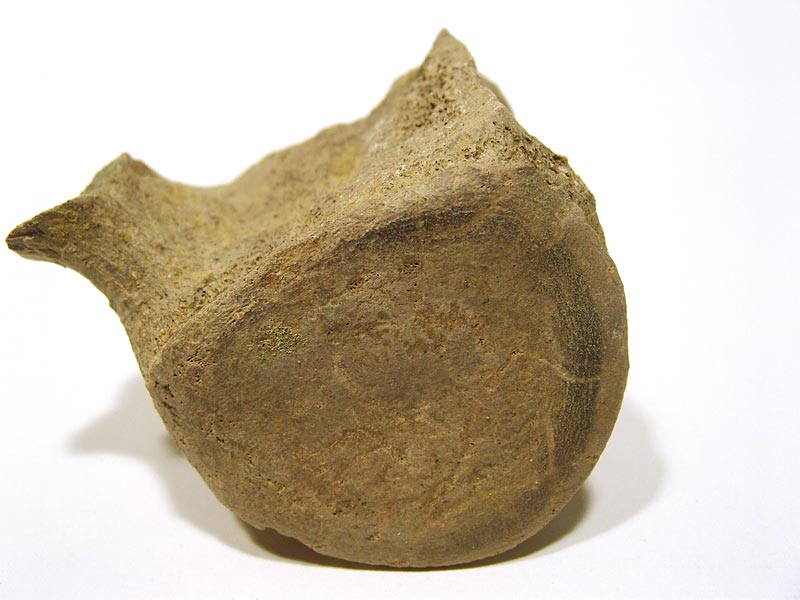 Walfossilien und Delphinfossilien