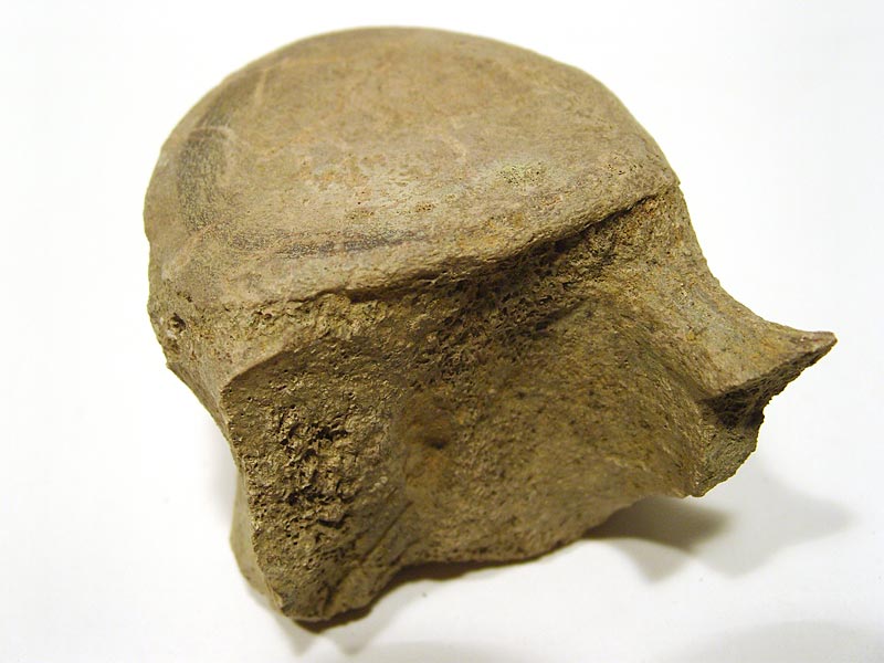 Walfossilien und Delphinfossilien