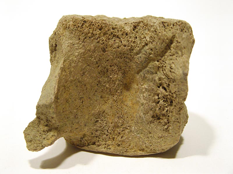 Walfossilien und Delphinfossilien