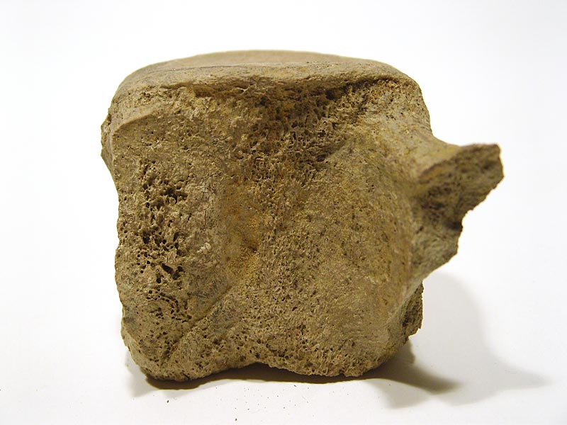 Walfossilien und Delphinfossilien