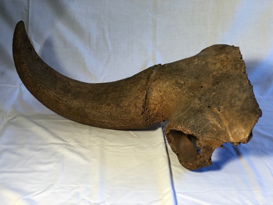 Horn eines Waldbisons