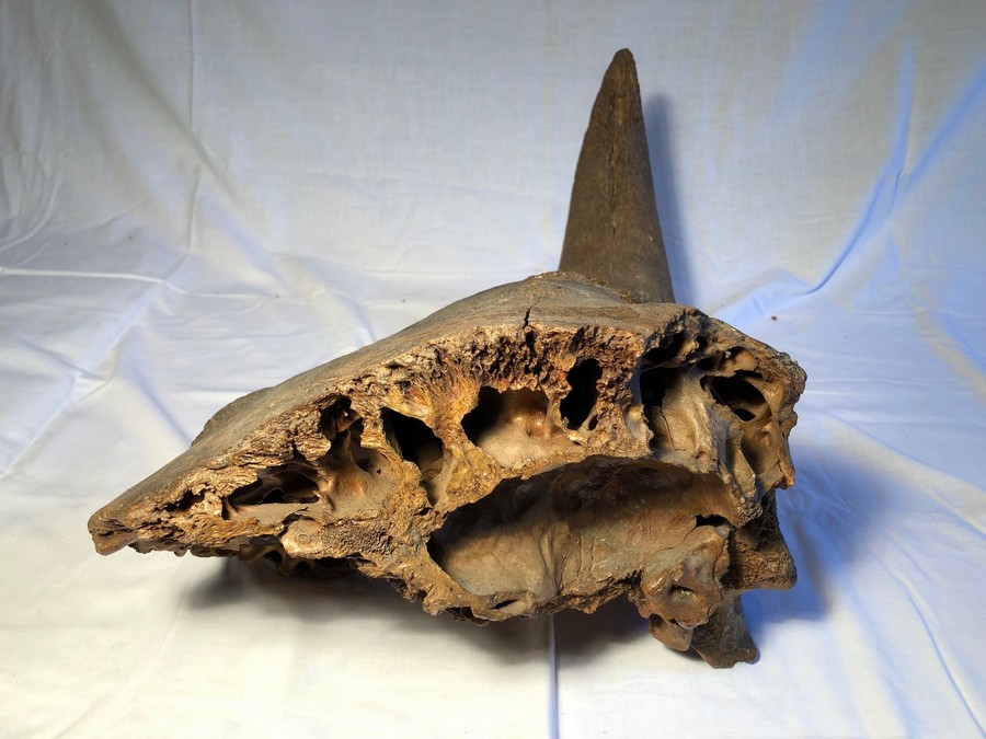 Horn eines Waldbisons