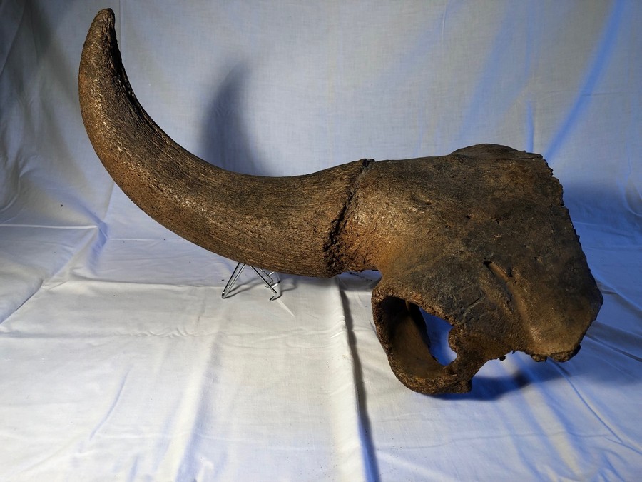 Horn eines Waldbisons