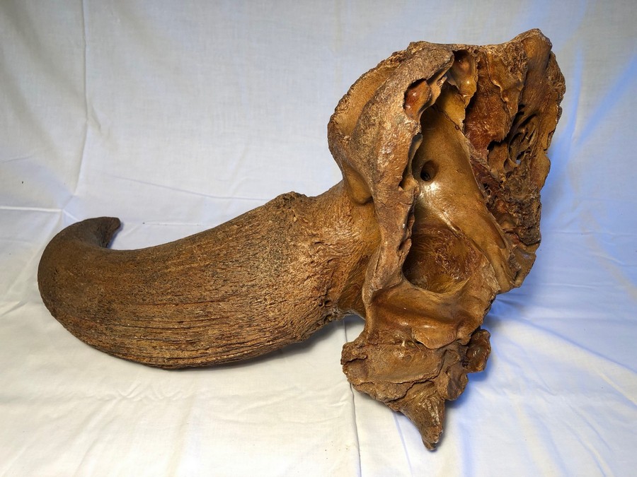 Horn eines Waldbisons