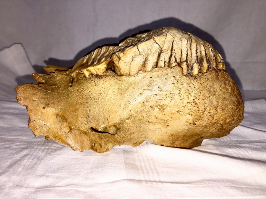 Knochen Und Z hne Von Eiszeitlichen S ugetiere knochen-und-z-hne-von-eiszeitlichen-s-ugetiere