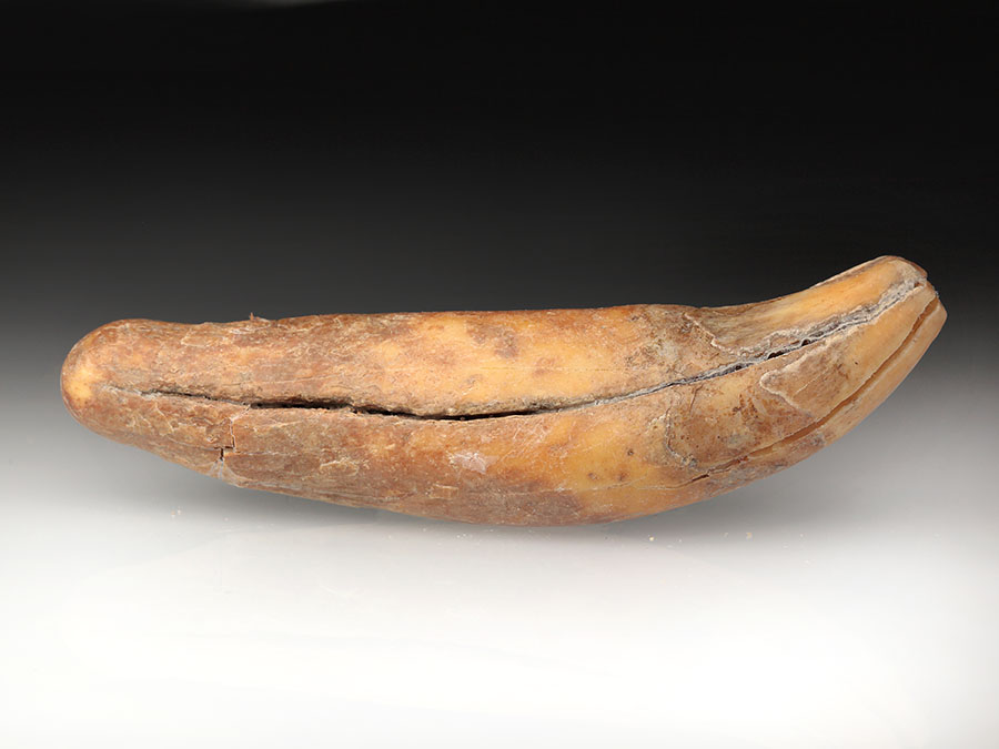 Reizahn eines Hhlenbren