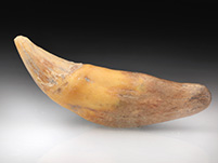 Reizahn eines Hhlenbren