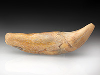 Reizahn eines Hhlenbren