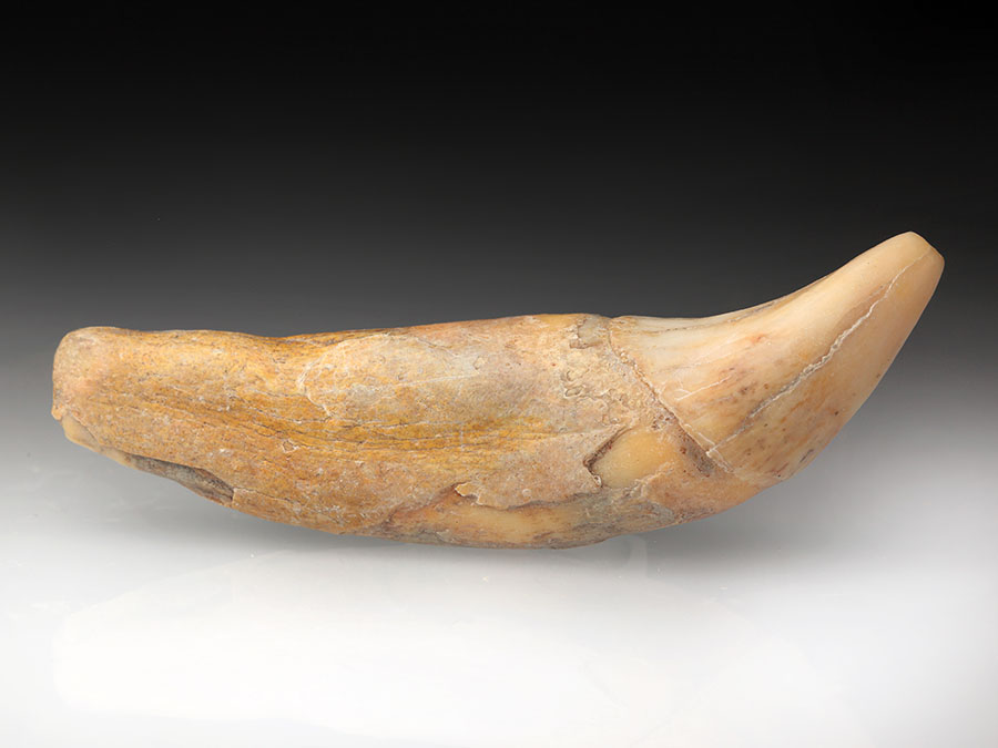 Reizahn eines Hhlenbren