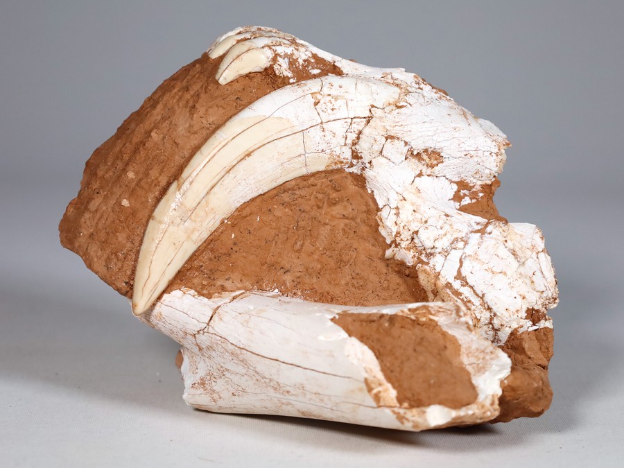 Schdel eines Sbelzahntigers