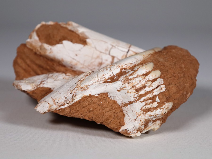 Schdel eines Sbelzahntigers