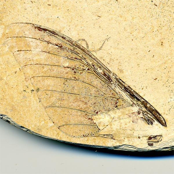 Insekten aus der Santana-Formation