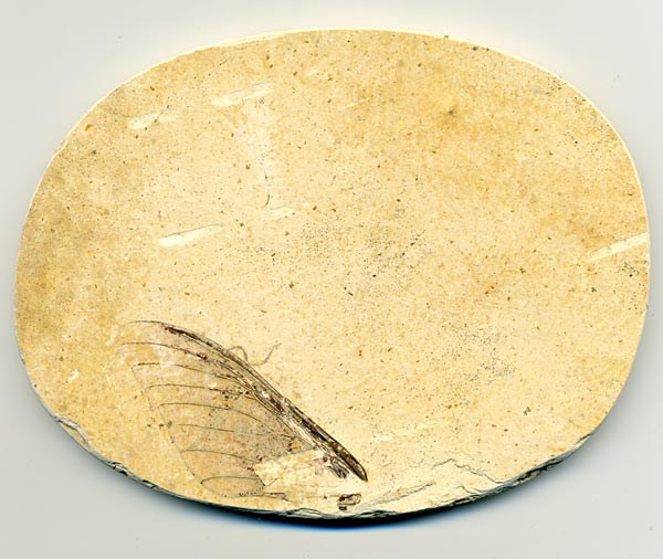 Insekten aus der Santana-Formation