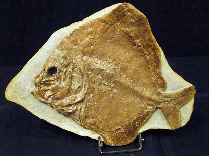Fisch in Geode aus Brasilien