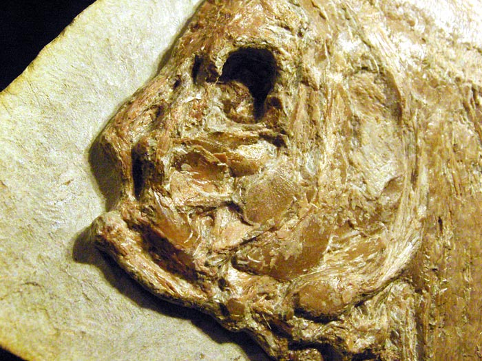Fisch in Geode aus Brasilien