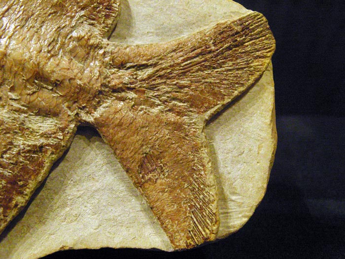 Fisch in Geode aus Brasilien