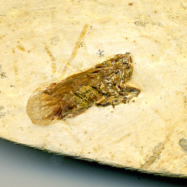 Insekten aus der Santana-Formation