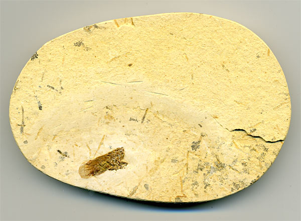 Insekten aus der Santana-Formation