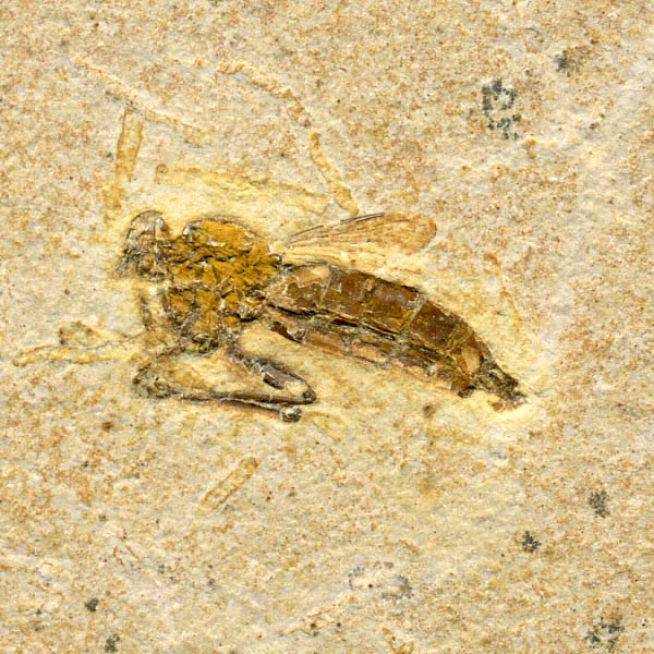 Insekten aus der Santana-Formation