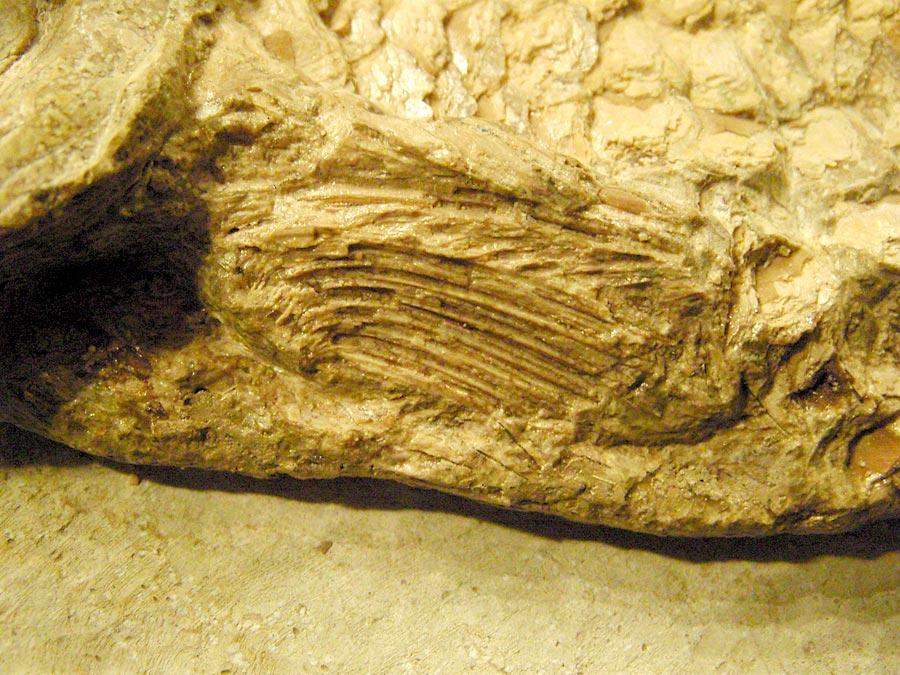 Dickschupper in einer Geode aus Brasilien