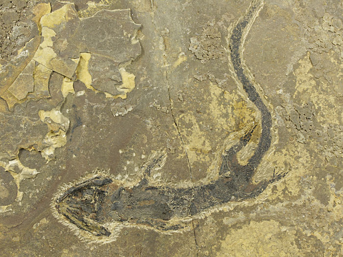 Branchiosaurier: Micromelerpeton credneri