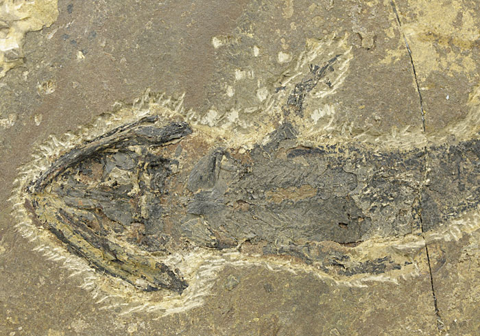 Branchiosaurier: Micromelerpeton credneri