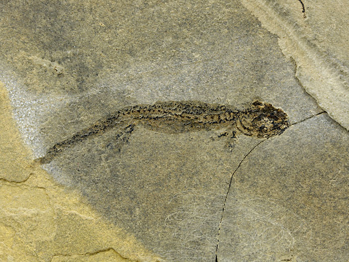 Branchiosaurier aus Odernheim