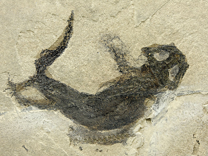 Branchiosaurier: Apateon pedestris