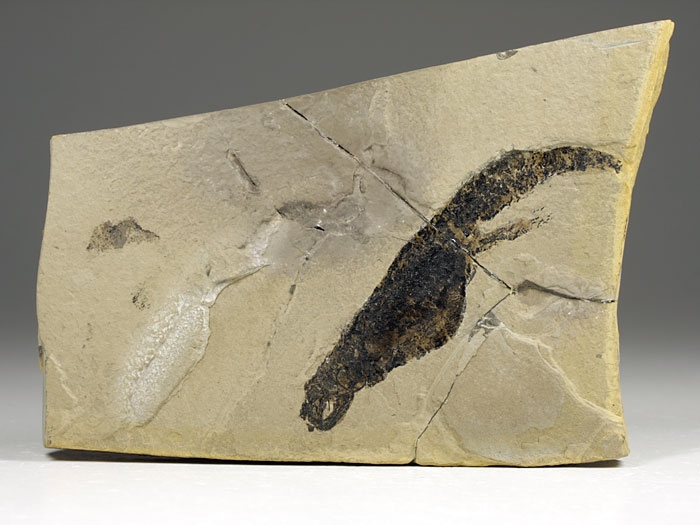 Branchiosaurier: Apateon pedestris