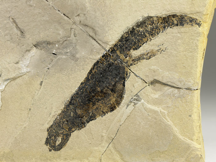 Branchiosaurier: Apateon pedestris