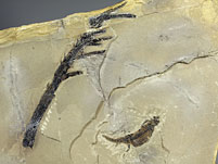 Branchiosaurier, Apateon pedestris