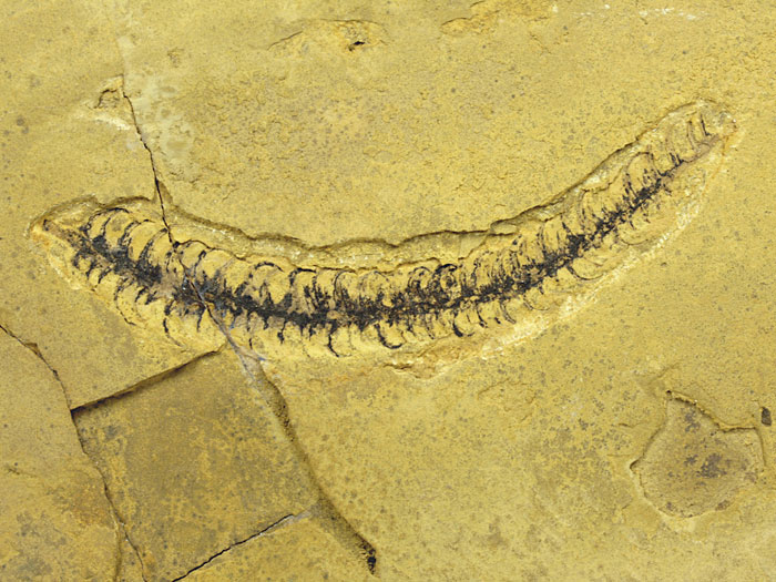 Pflanze aus dem Perm von Odernheim