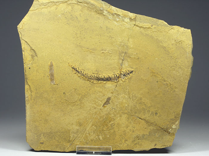 Pflanze aus dem Perm von Odernheim