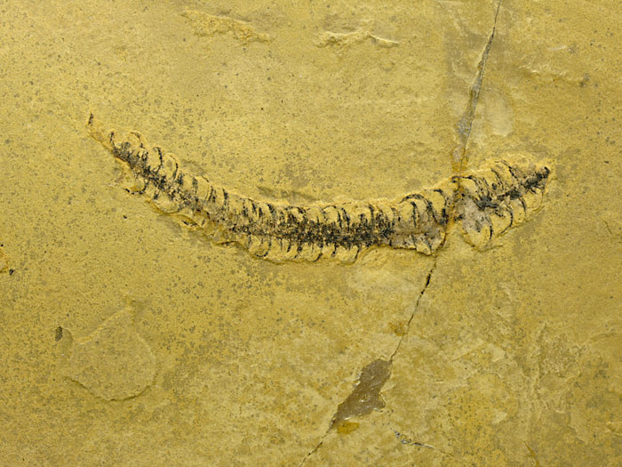 Pflanze aus dem Perm von Odernheim