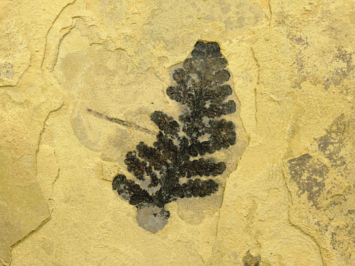 Pflanze aus dem Perm von Odernheim