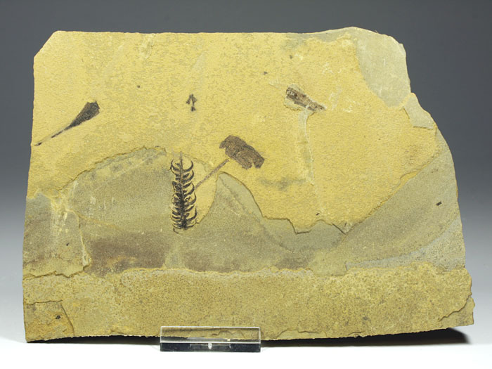 Pflanze aus dem Perm von Odernheim