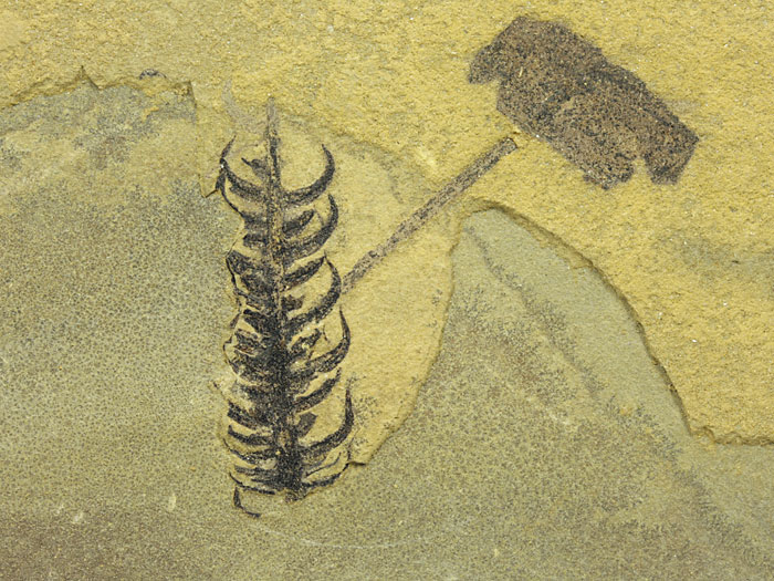 Pflanze aus dem Perm von Odernheim