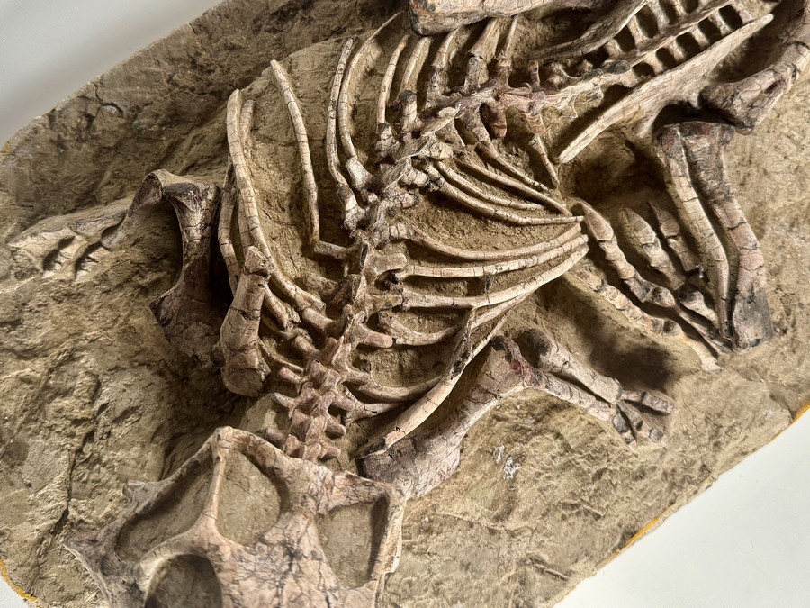 Psittacosaurus aus China