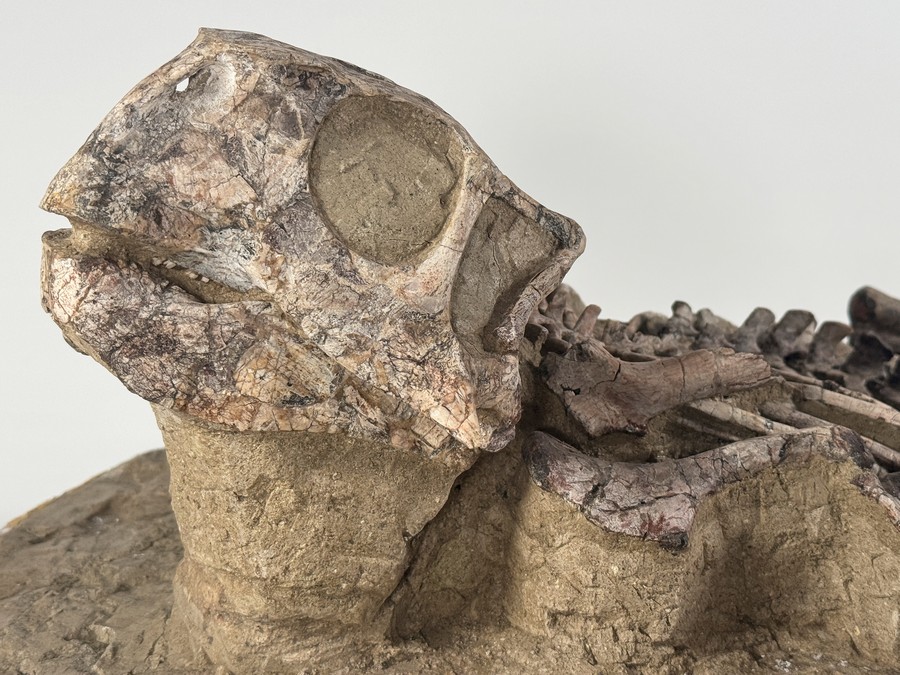 Psittacosaurus aus China