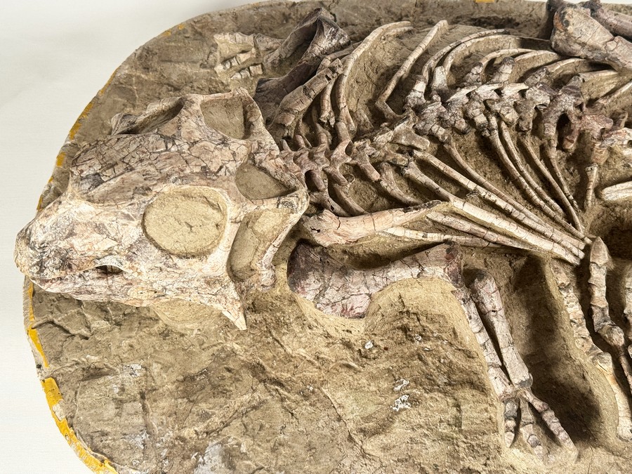 Psittacosaurus aus China