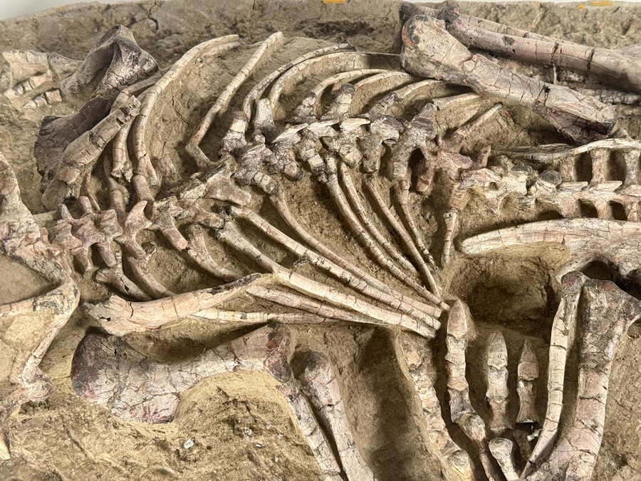 Psittacosaurus aus China