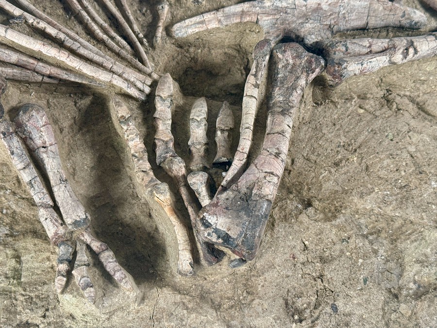 Psittacosaurus aus China