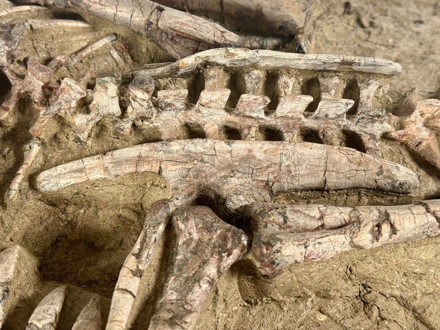 Psittacosaurus aus China