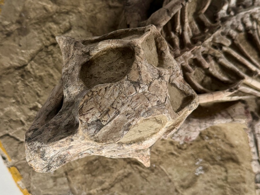 Psittacosaurus aus China