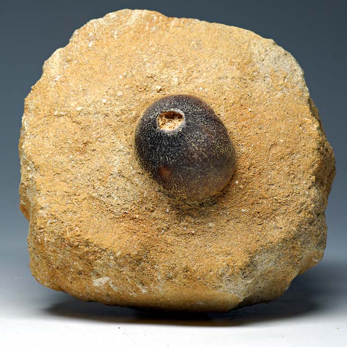 Zahn von Globidens aus Marokko