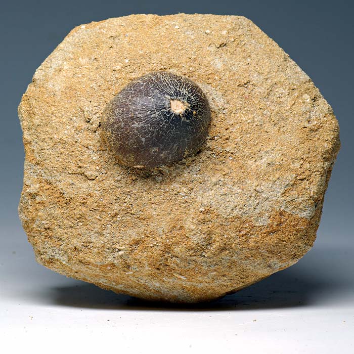 Zahn von Globidens aus Marokko