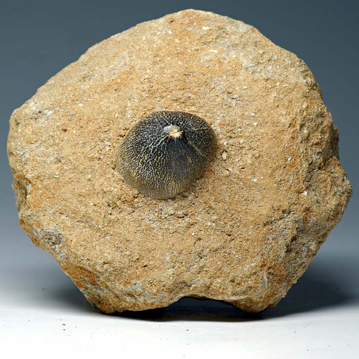 Zahn von Globidens aus Marokko