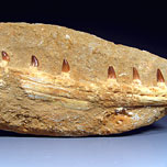 Mosasaurier aus Marokko