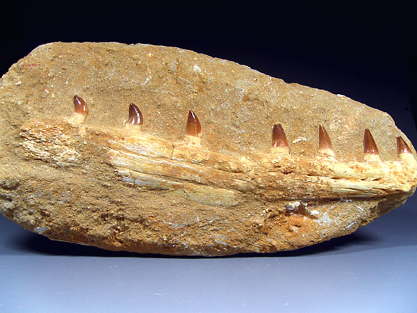 Mosasaurier aus Marokko